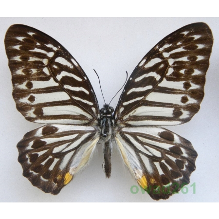 Graphium delesserti delesserti (Guerin-Meneville,1839) Indonesia, Sumatra 70mm